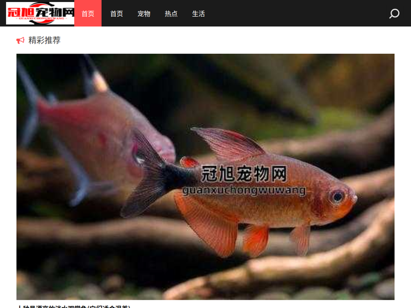 冠旭宠物网-站点缩略图